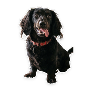 Die-cut dog sticker